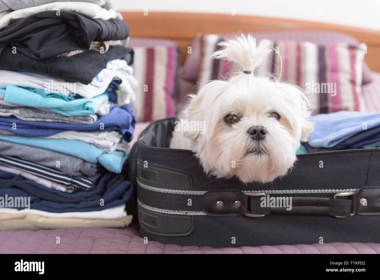 Small dog maltese sitting in the suitcase or bag and waiting for a trip  Stock Photo - Alamy