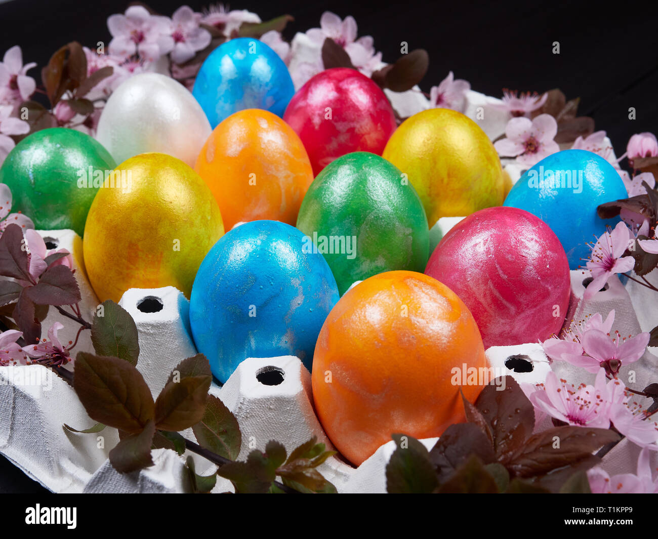 Colorful Easter eggs in a white egg box or egg carton, decorated with flowering branches of purple leaf plum tree Stock Photo