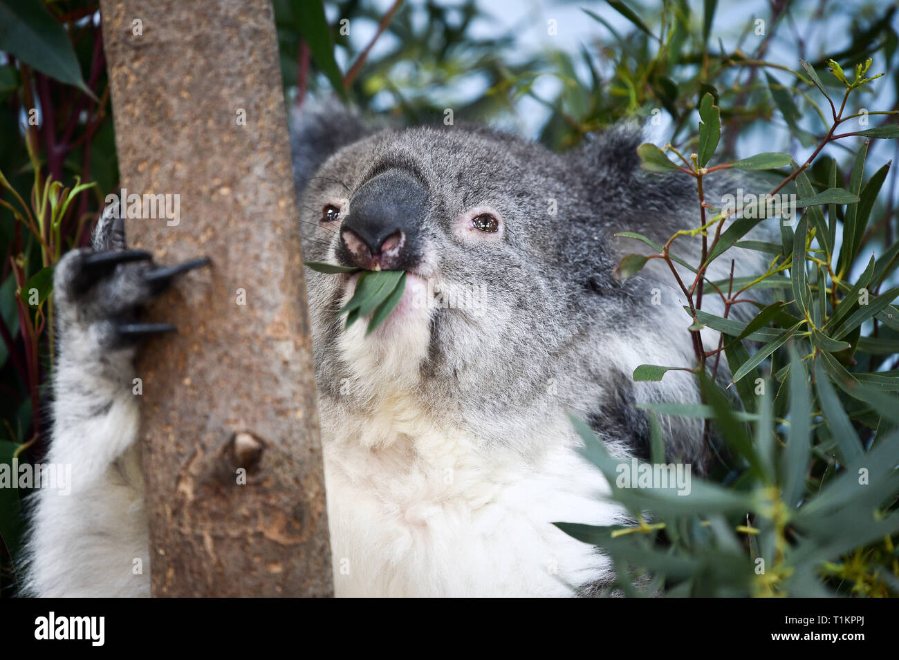 Koala creek enclosure hires stock photography and images Alamy