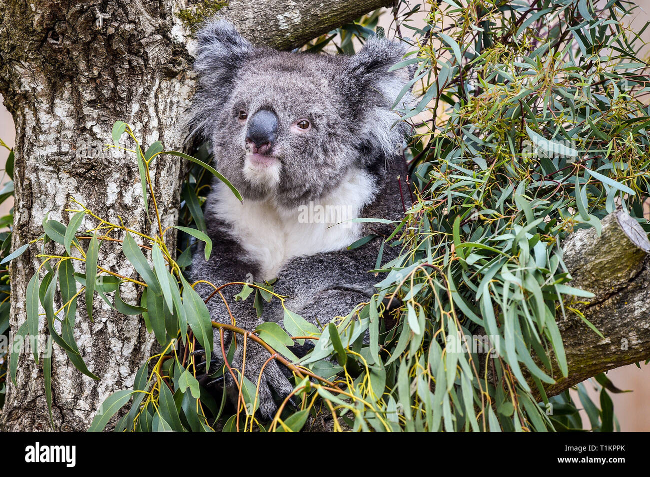 A southern koala grazes on eucalyptus leaves at the new Koala Creek