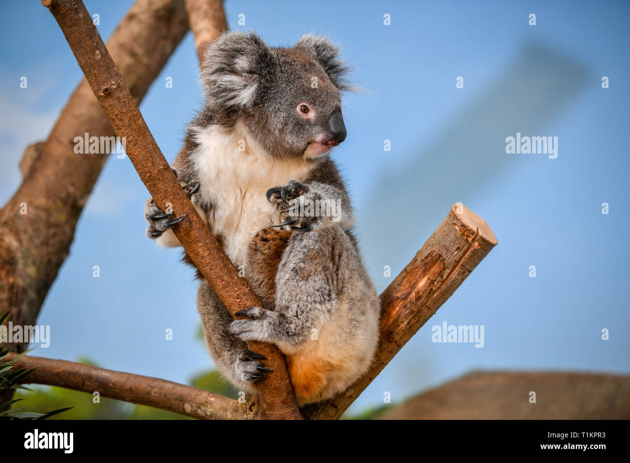 A southern koala at the new Koala Creek enclosure in Longleat Safari