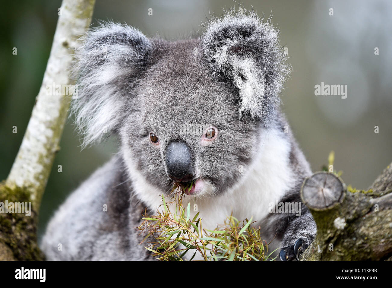 Koala Enclosure High Resolution Stock Photography And Images Alamy Koala Enclosure High Resolution Stock Photography And Images Alamy