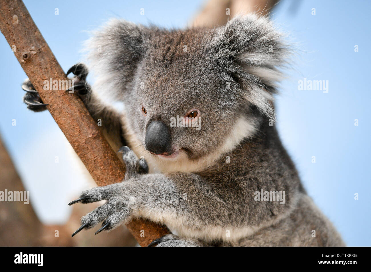 Koala creek enclosure hires stock photography and images Alamy