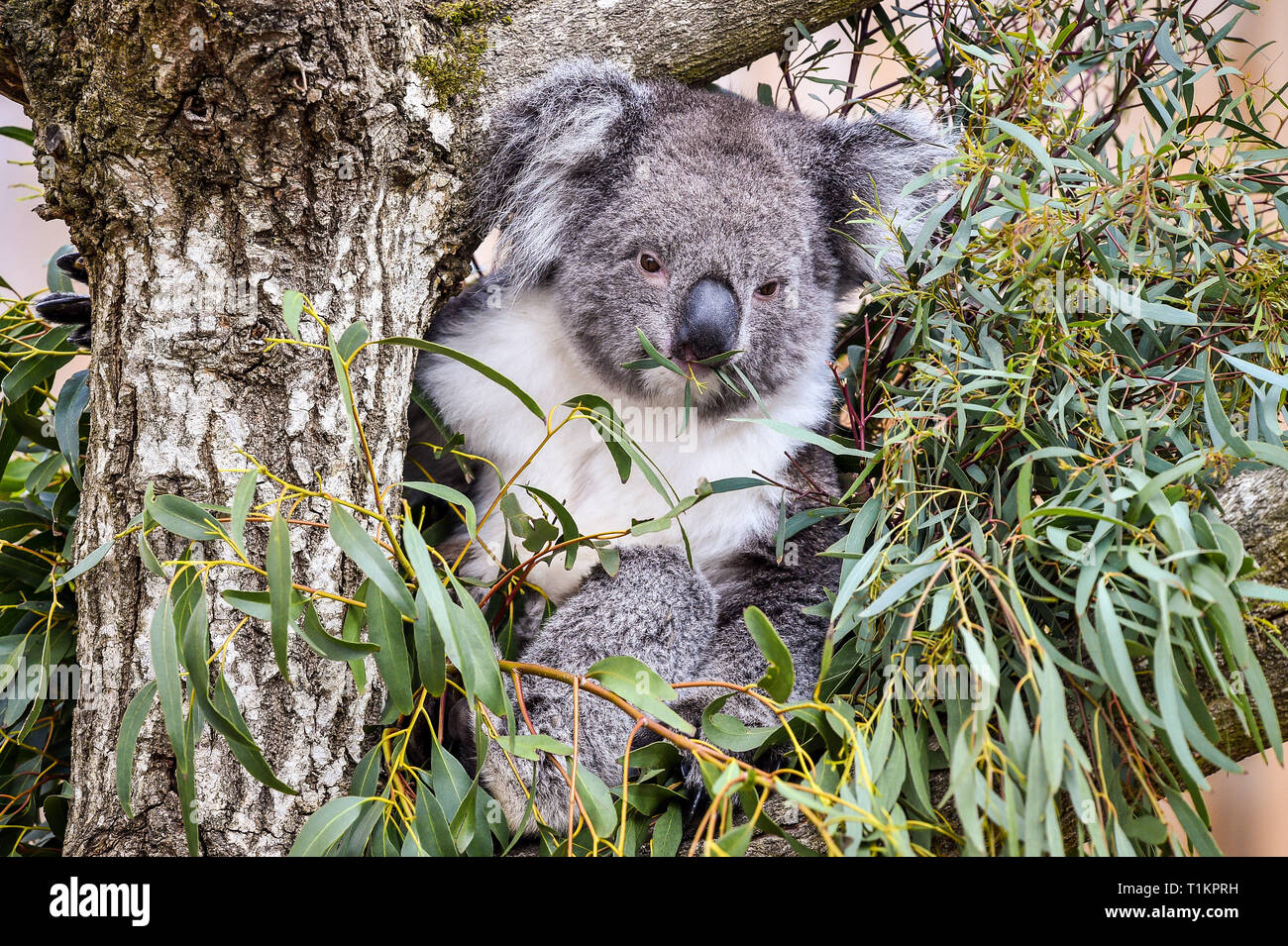 Koalas at longleat hires stock photography and images Alamy