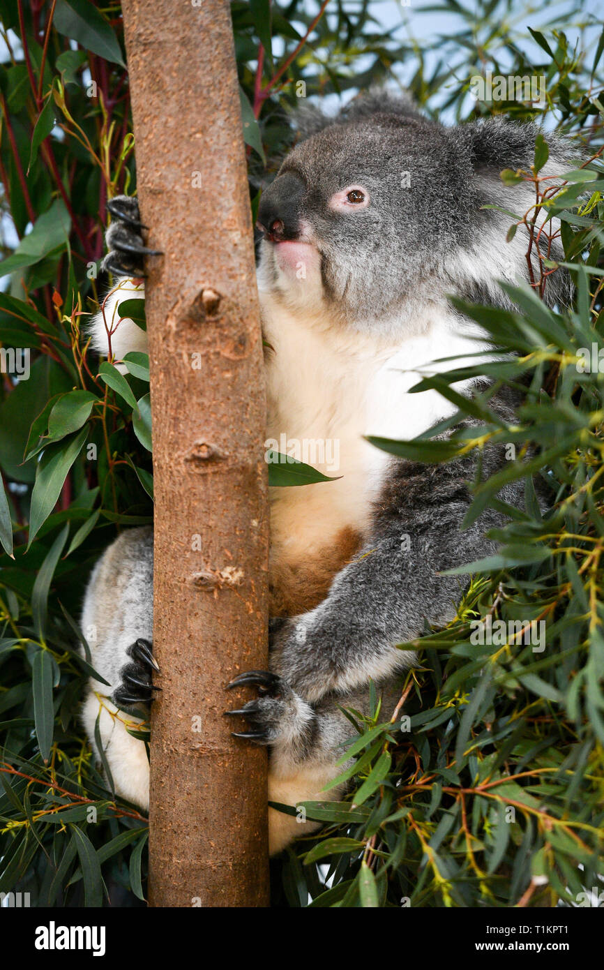 Koala creek enclosure hires stock photography and images Alamy