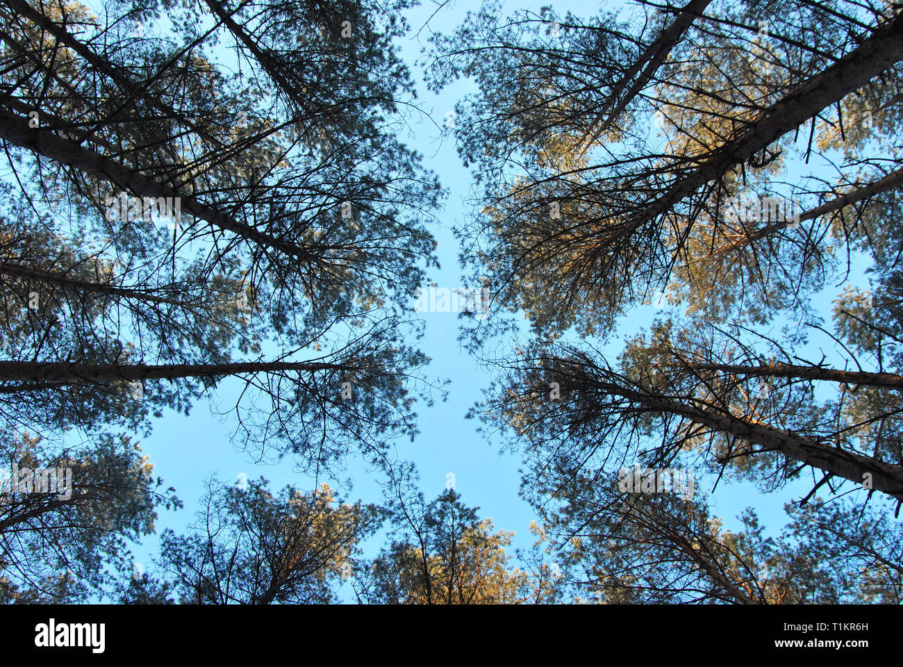 The tall trees in the pine forest against the blue sky Stock Photo - Alamy