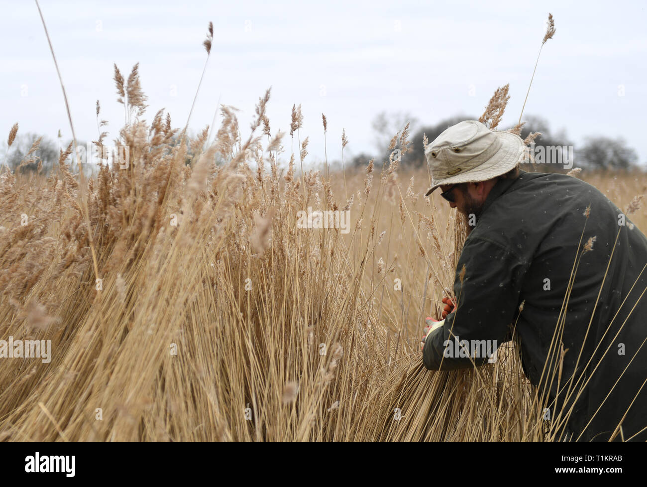 Reed cutter Lawrence Watts gathers freshly cut bundles of reed on the Norfolk Broads near Ranworth, Norfolk. Stock Photo