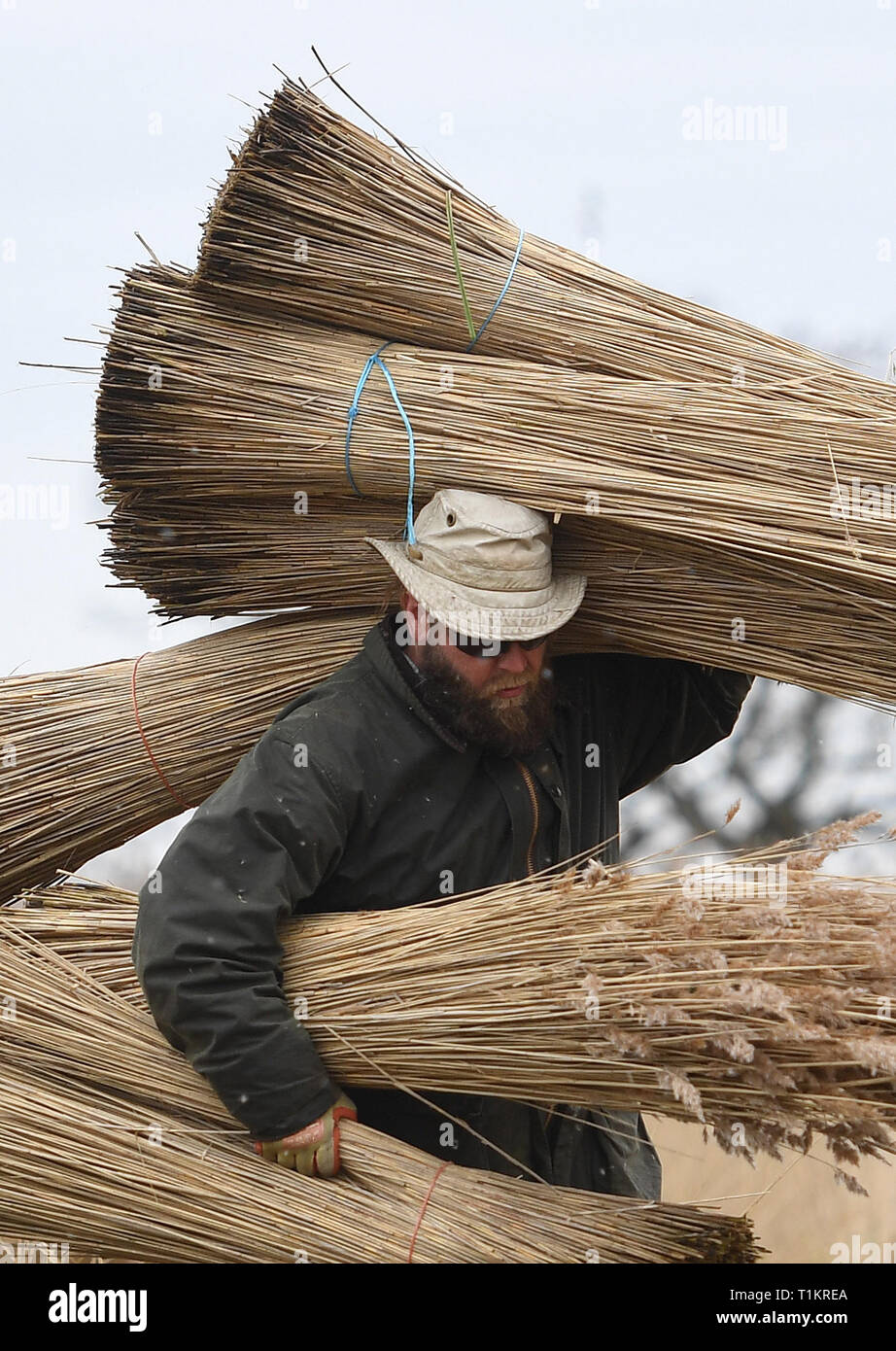 Reed cutter Lawrence Watts carries freshly cut bundles of reed on the Norfolk Broads near Ranworth, Norfolk. Stock Photo
