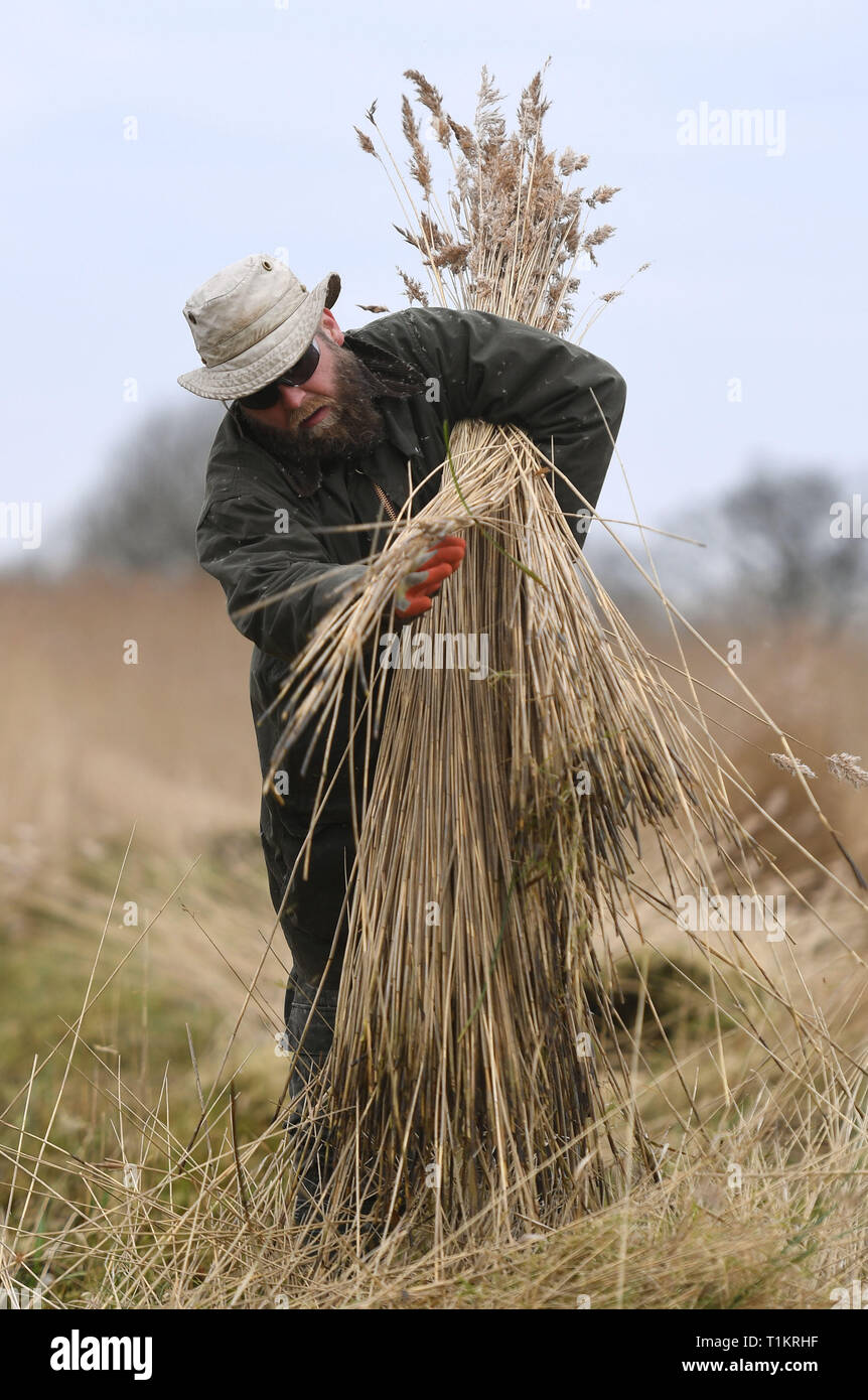 Reed cutter Lawrence Watts gathers freshly cut reed on the Norfolk Broads near Ranworth, Norfolk. Stock Photo