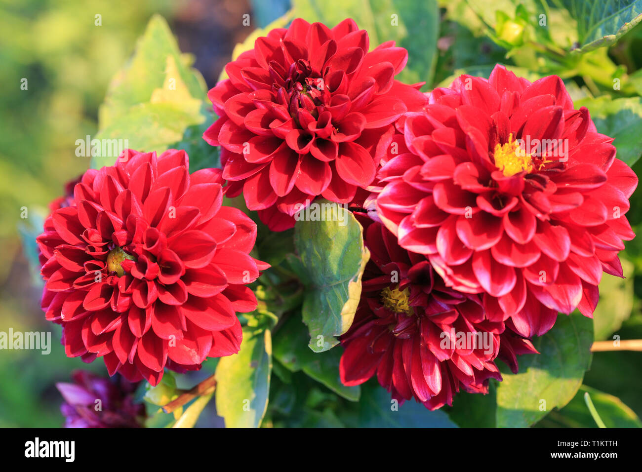 Beautiful red dahlia flower in the garden, dahlias in the garden in summer or autumn. Stock Photo