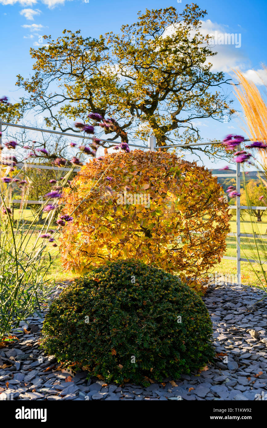 Autumn colour in beautiful private garden - stylish, contemporary design, landscaping, planting & slate chips on border (rural Yorkshire, England, UK) Stock Photo