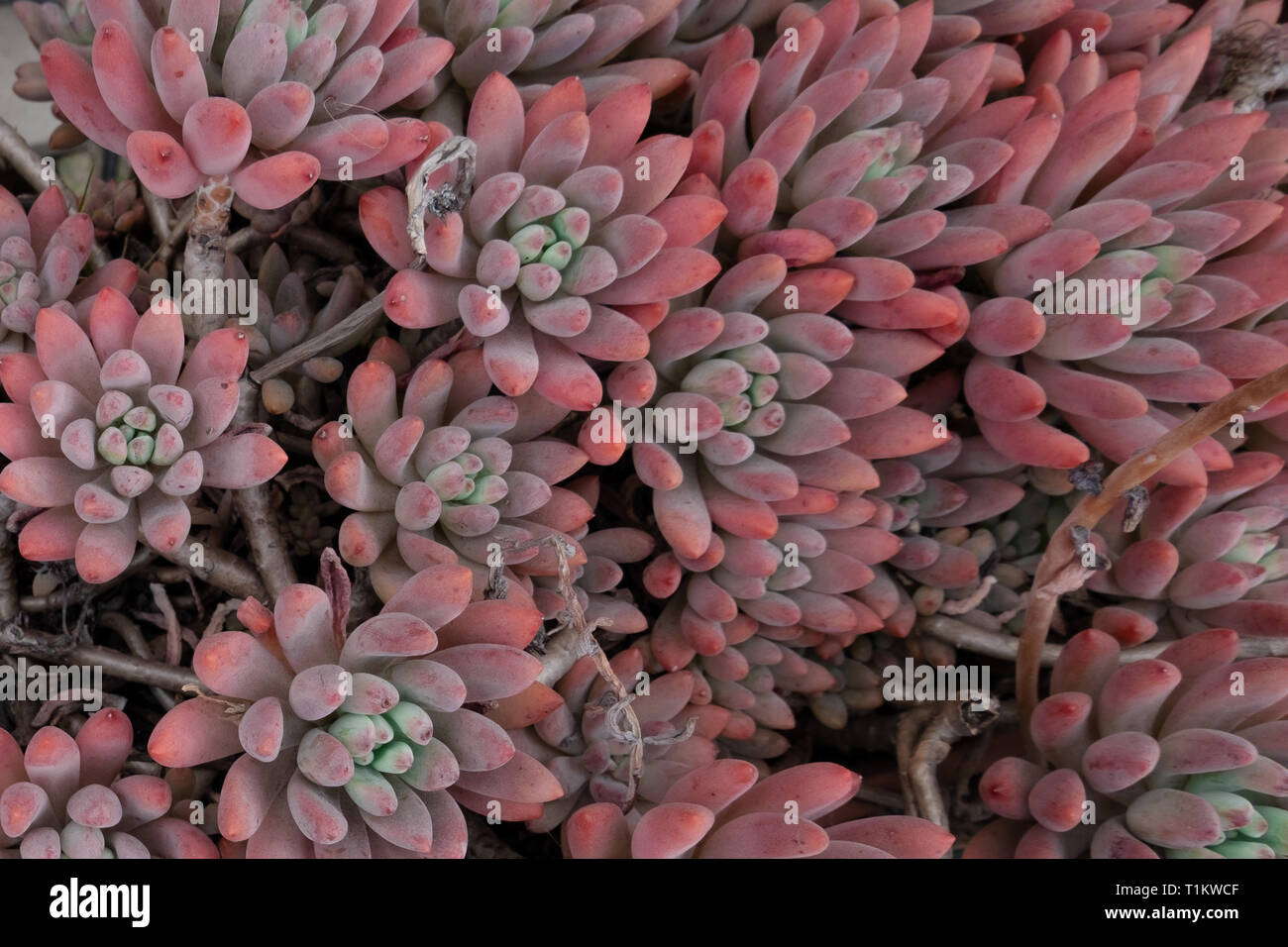 Bluebean Bluebean hi-res stock photography and images - Alamy