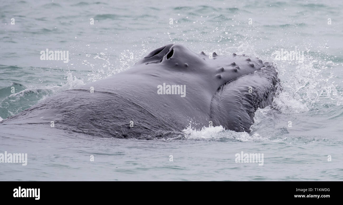Blowhole whale head hi-res stock photography and images - Alamy