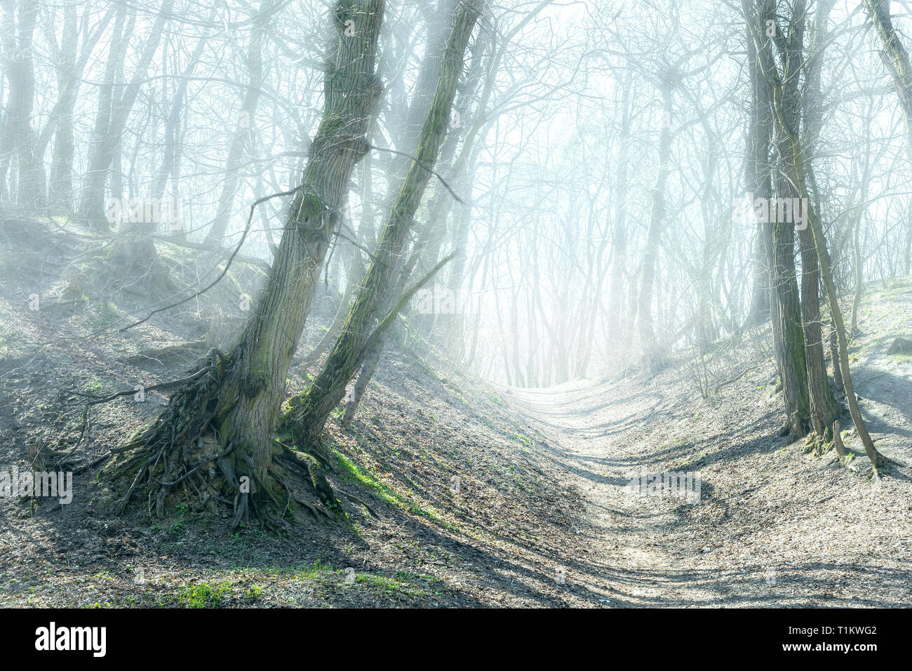 Path In Mysterious Foggy Forest Hills Road Through Old Crooked Trees In Dense Mist Scary Forest Stock Photo Alamy