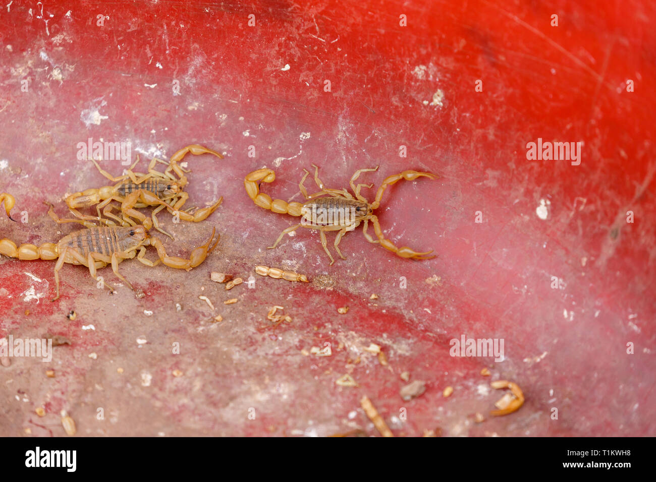 KASHGAR, XINJIANG / CHINA - October 1, 2017: Three scorpions in a plastic tub - captured at a market in Kashgar. Stock Photo