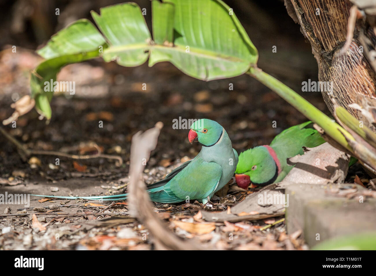 Blue Indian Ring Necked Parrot High Resolution Stock Photography and ...