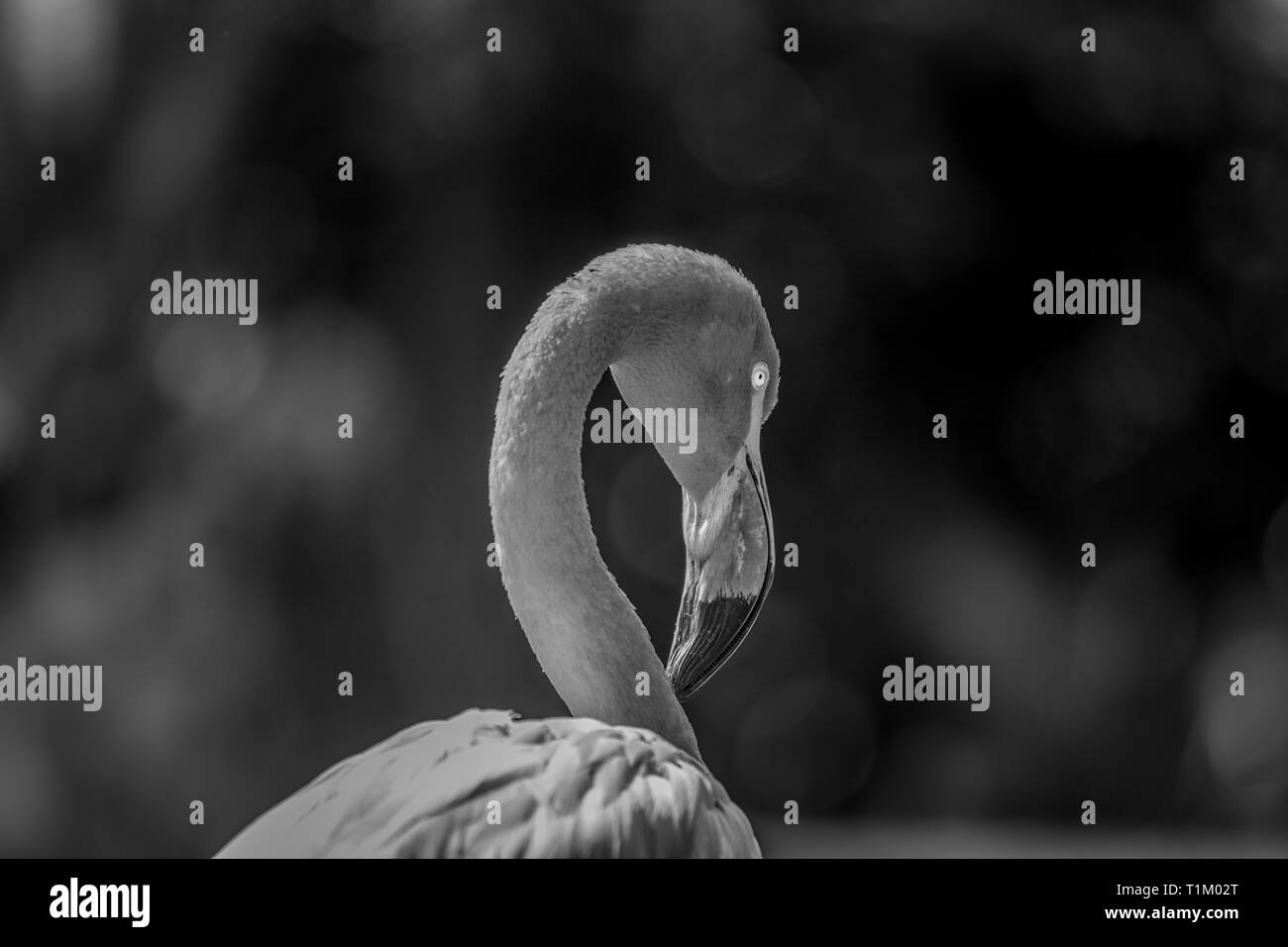 American flamingo close up in the forest in black and white. Stock Photo