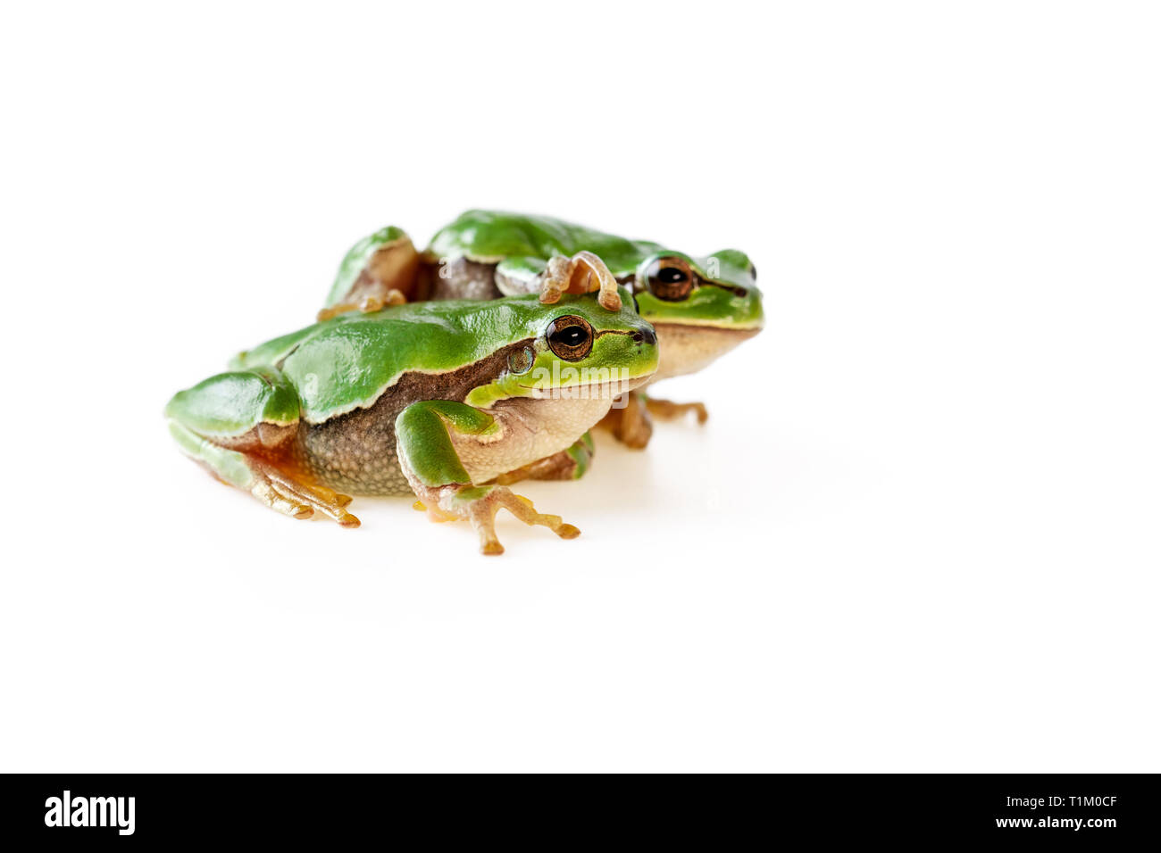 Two Green Cute Tree Frogs Sitting On White Stock Photo