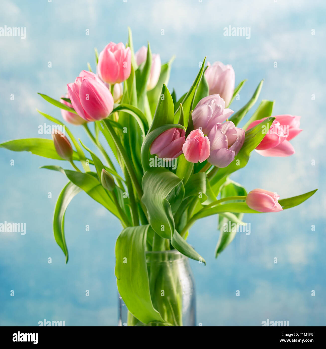 Bouquet of pink and lilac tulips in a glass vase on blue background ...