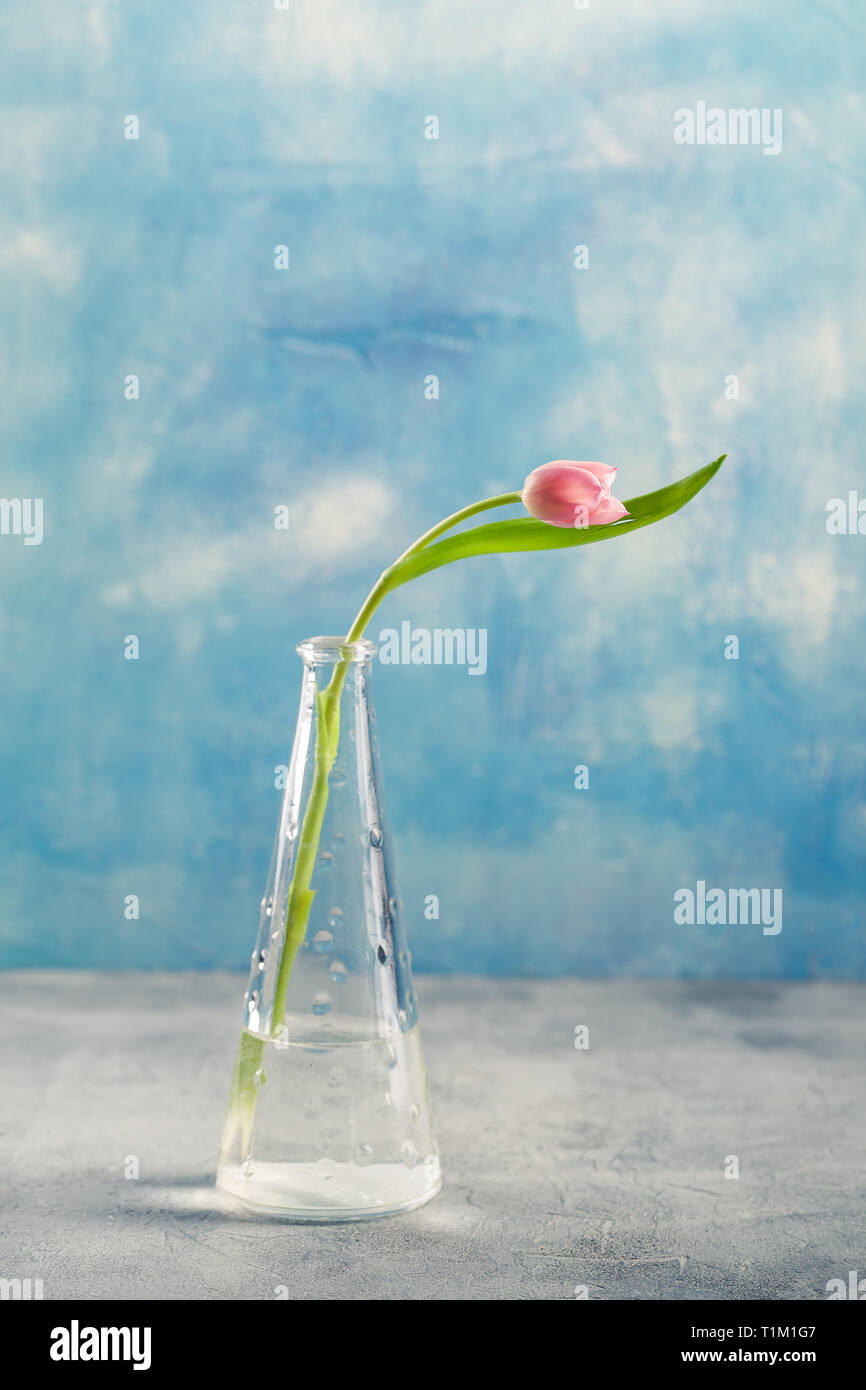 Bouquet of pink and lilac tulips in a glass vase on blue background ...