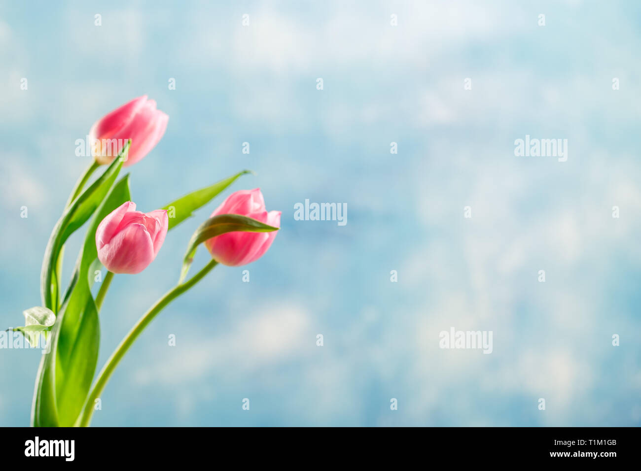 Bouquet of pink and lilac tulips in a glass vase on blue background ...