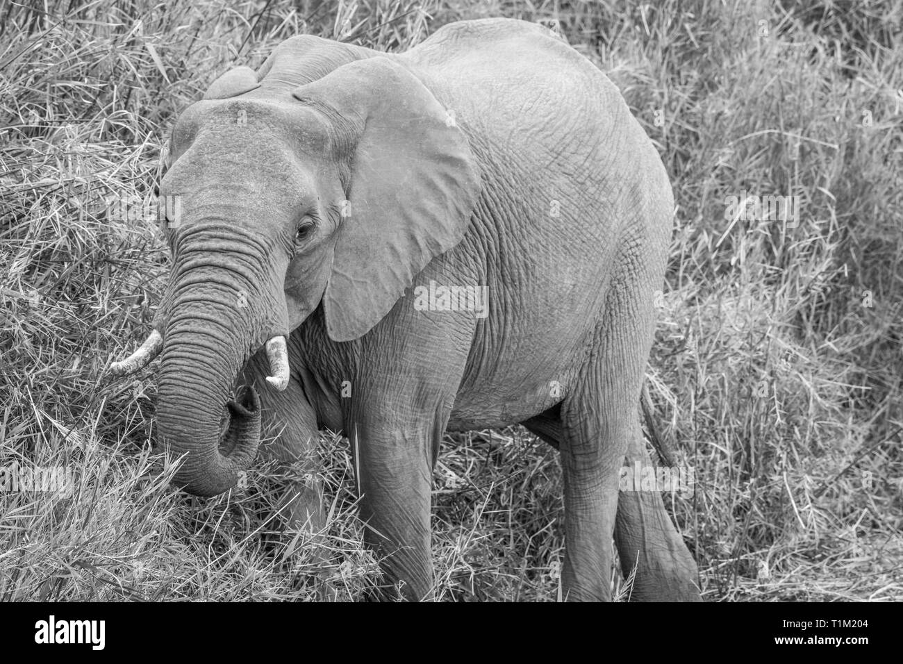 African elephant eating grass in black and white in the Welgevonden