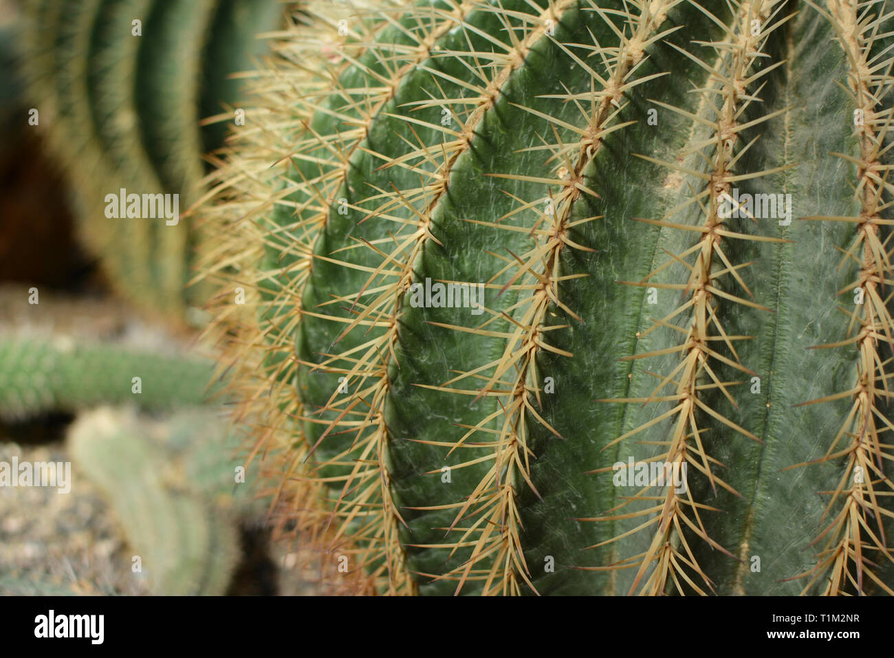 Close up of a big Echinocactus Grusonii Golden Barrel Ball or Mother In Law Cushion cactus Stock Photo