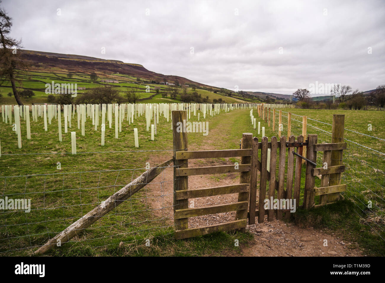 View of the tree planting scheme at Reeth,North Yorkshire near to swing ...