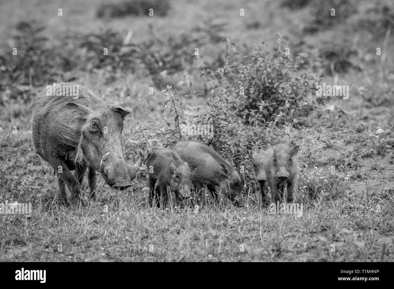 Family of Warthogs with baby piglets standing in the grass in black and white in the Welgevonden game reserve, South Africa. Stock Photo
