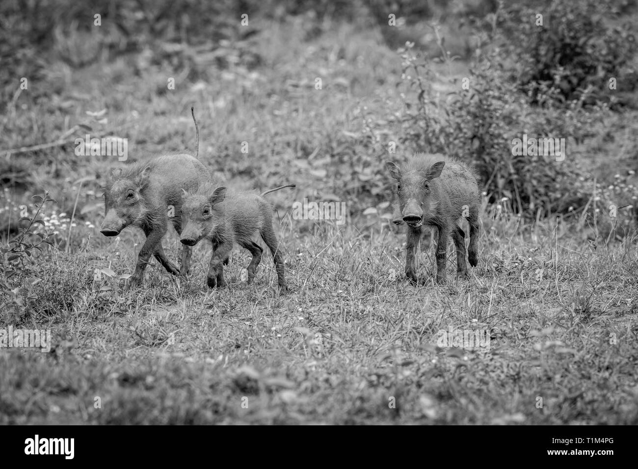 Group of baby Warthog piglets running in the grass in black and white in the Welgevonden game reserve, South Africa. Stock Photo