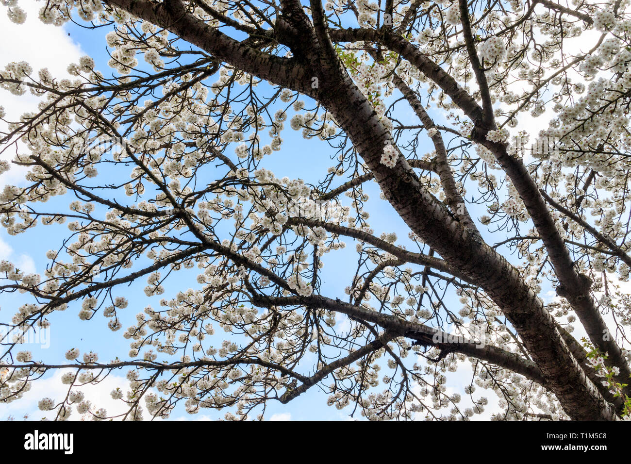 White cherry tree blossoms attract bees in early springtime in a