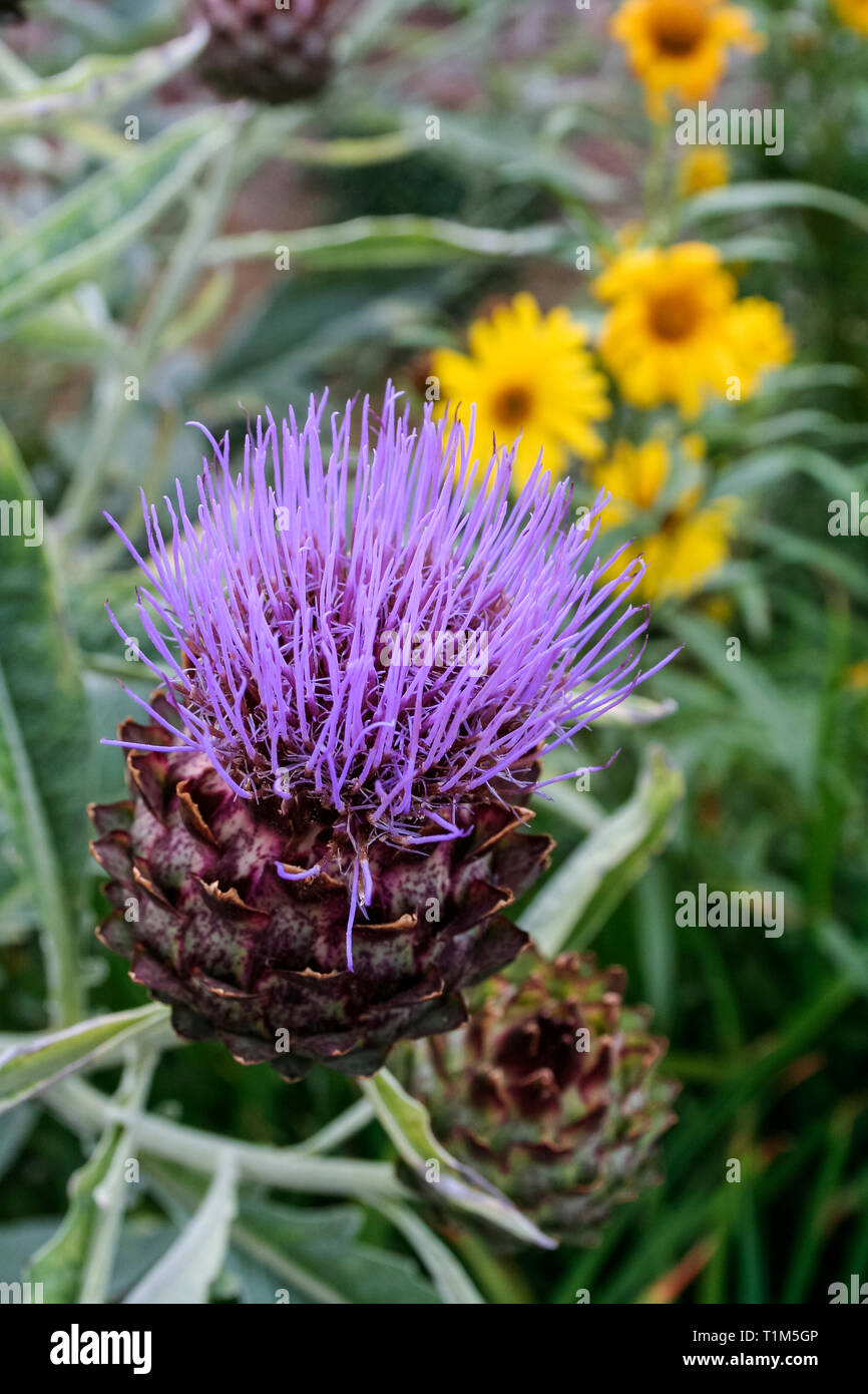 Close-up of the purple flower of a wild artichoke plant, yellow daisies in the background Stock Photo