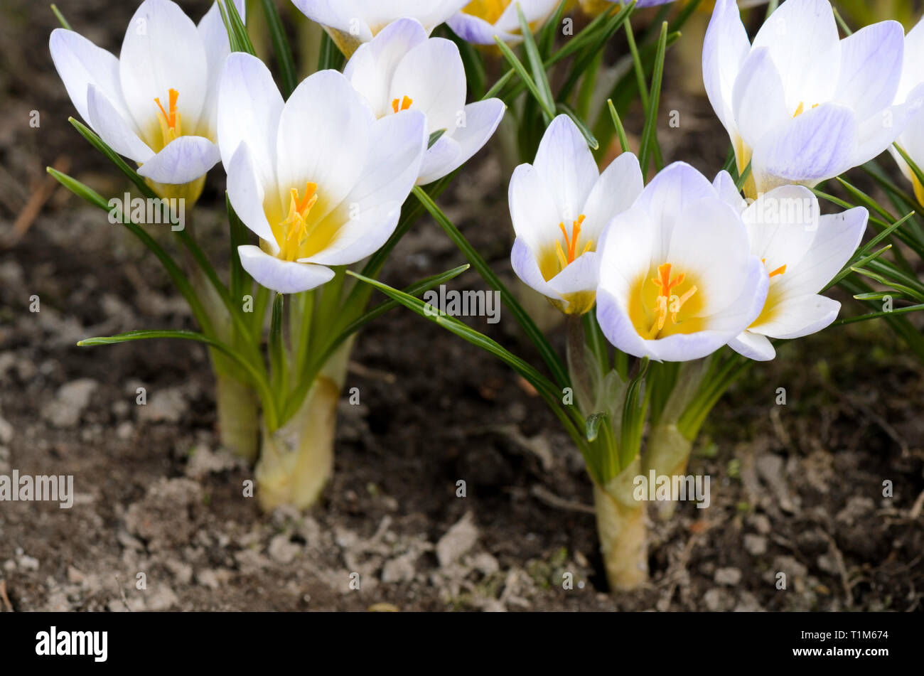 Early spring crocus flowers (Crocus chrysanthus 'Blue Pearl') in the garden. Stock Photo