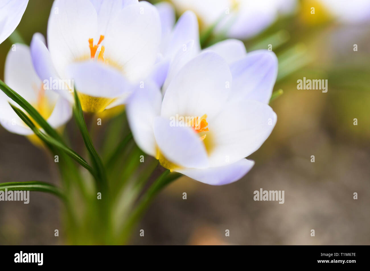 Early spring crocus flowers (Crocus chrysanthus 'Blue Pearl') in the garden. Stock Photo