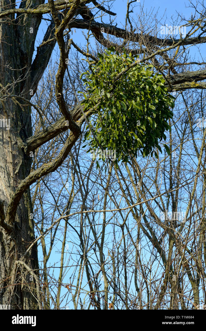 mistletoe viscum album growing in tree zala county hungary Stock Photo