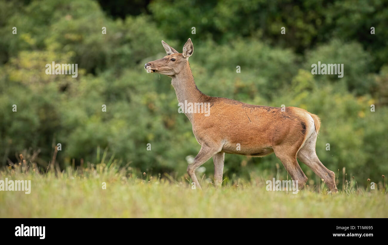 Summer nature scenery of curious wild red deer, cervus elaphus, hind walking cautiously. Alerted animal from european nature. Stock Photo