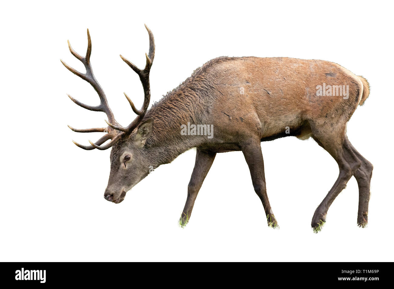 Isolated grazing red deer, cervus elaphus, stag with antlers. Mammal separated on white background with head bowed down. Stock Photo