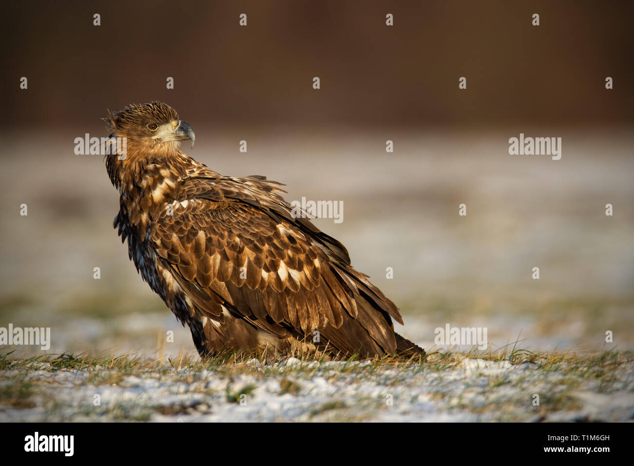Juvenile white-tailed eagle, haliaeetus albicilla, in winter sitting on a snow covered ground. Wildlife scenery of predator watching with clear blurre Stock Photo