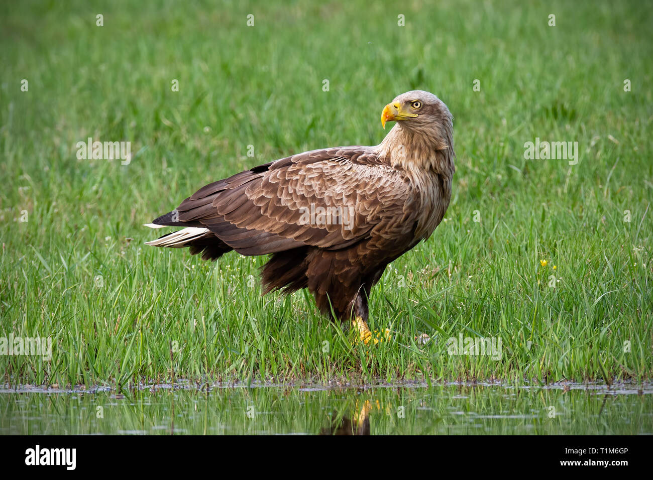 Adult white-tailed eagle, haliaeetus albicilla, in summer sitting on a bank. Erne with big yellow beak near water. Wildlife scnery from nature. Stock Photo