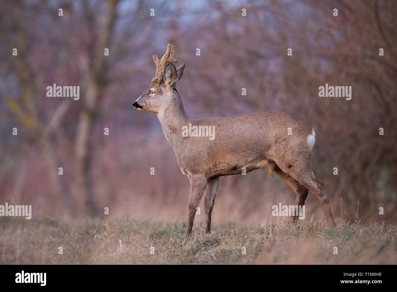 Roe deer, capreolus capreolus, buck with big antlers covered in velvet. Curious alerted wild animal in winter. Roebuck with antlers growing. Stock Photo