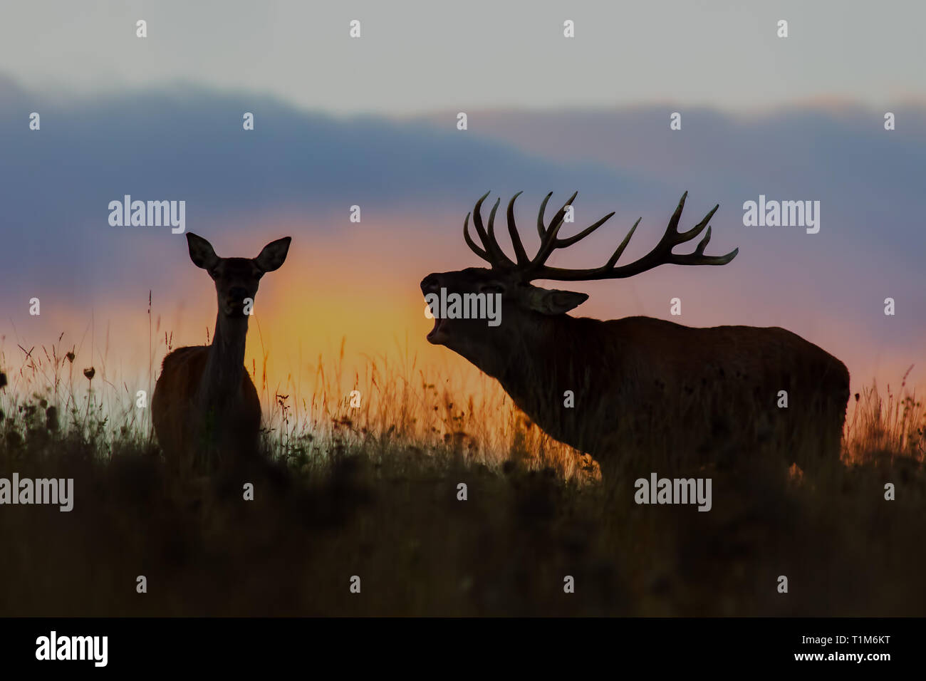 Red deer, cervus elaphus, couple during rutting season at night. Roaring wild stag at sunset. Wildlife scenery on a horizon with orange color in backg Stock Photo