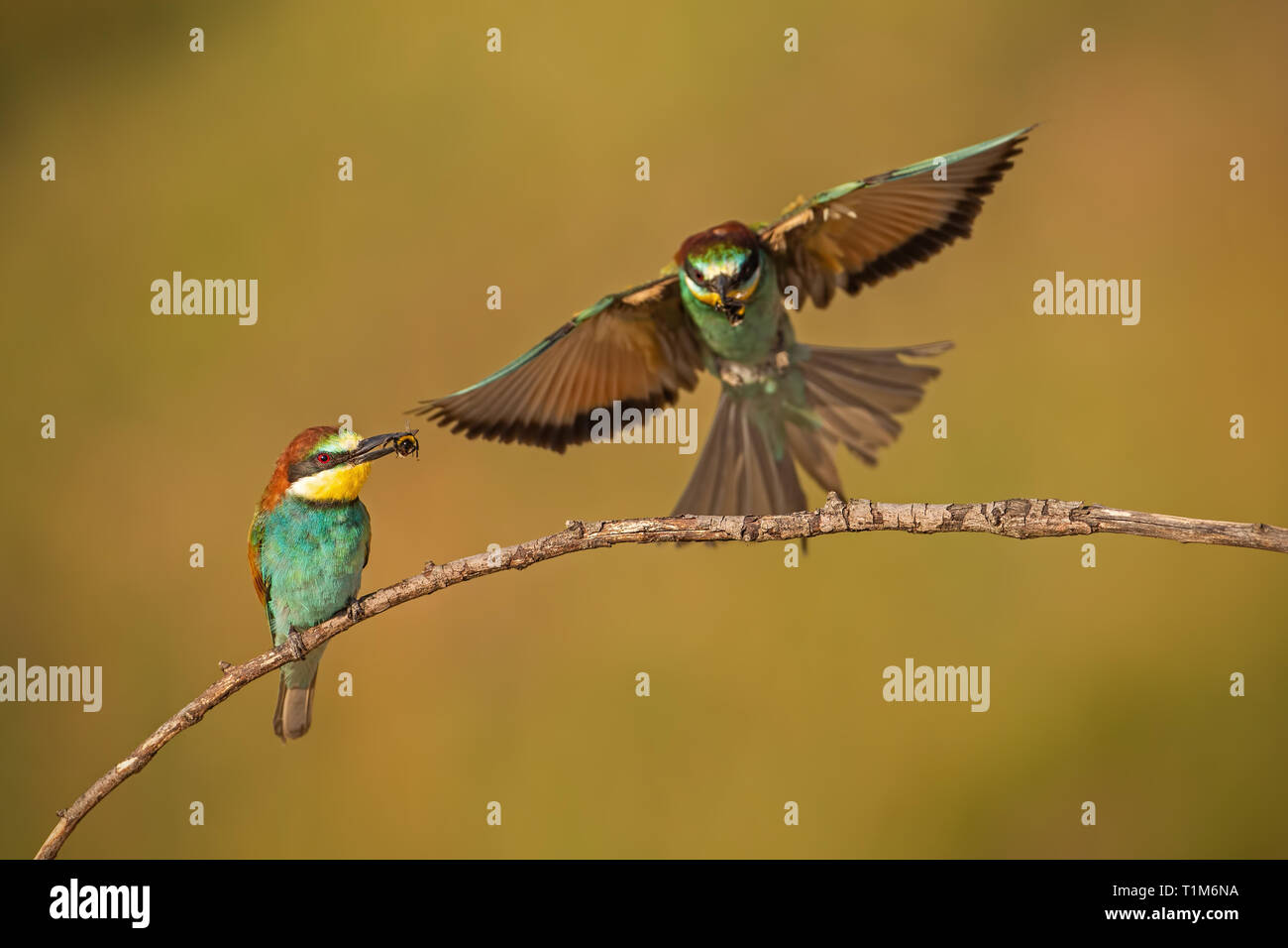 Pair of european bee-eaters, merops apiaster with a catch. Two colorful exotic looking birds. Action wildlife scenery with one bird holding insect in  Stock Photo