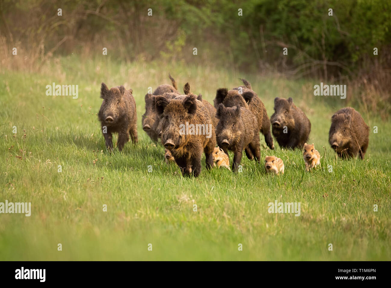 Group of wild boars, sus scrofa, running in spring nature. Action wildlife scenery of a family with small piglets moving fast forward to escape from d Stock Photo