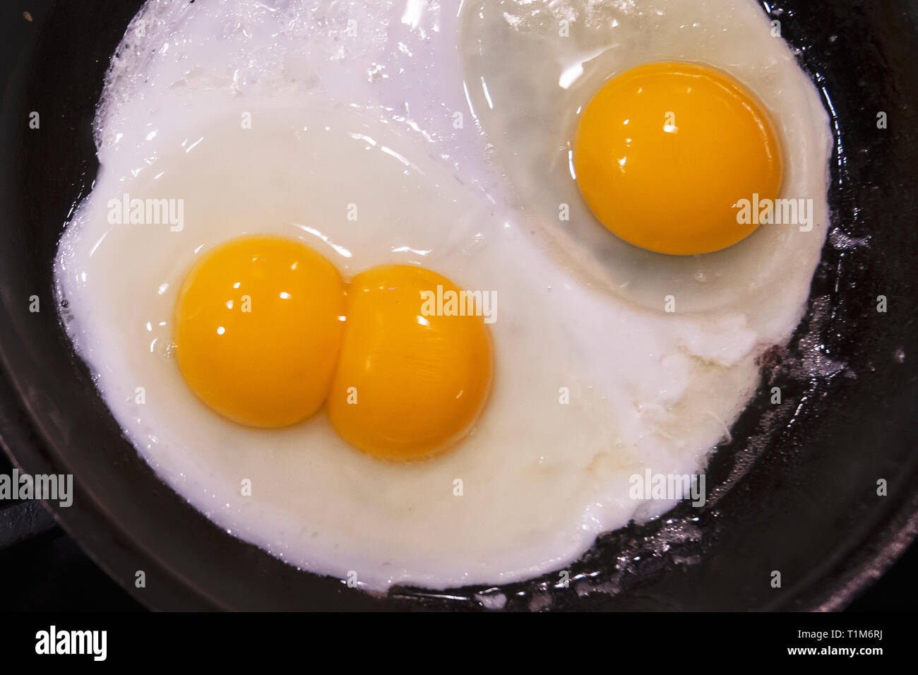 Double or twin egg yolk Stock Photo Alamy