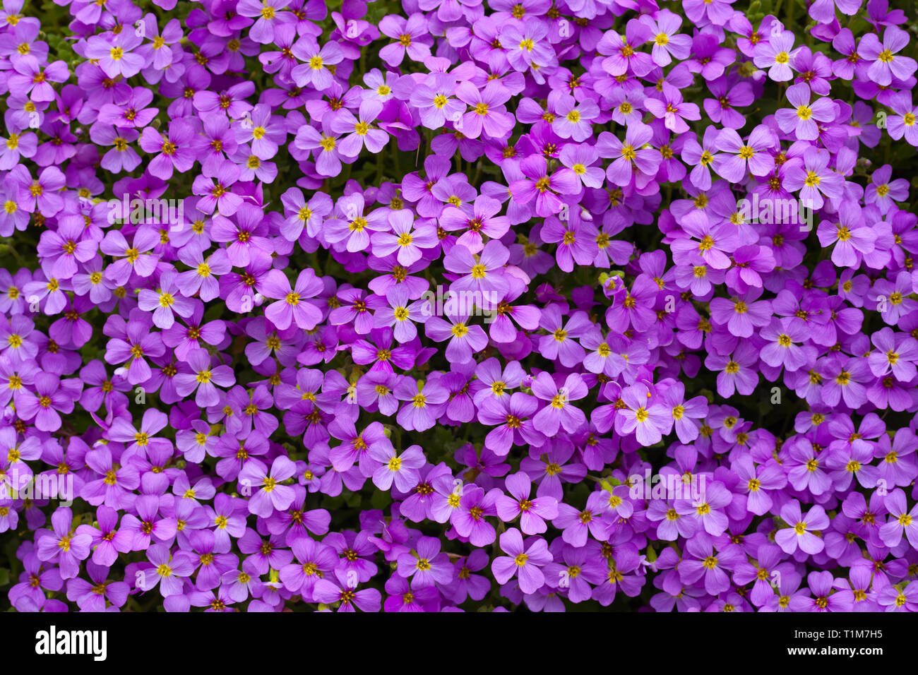 Detail of purple Aubrieta, Sussex, England, UK Stock Photo