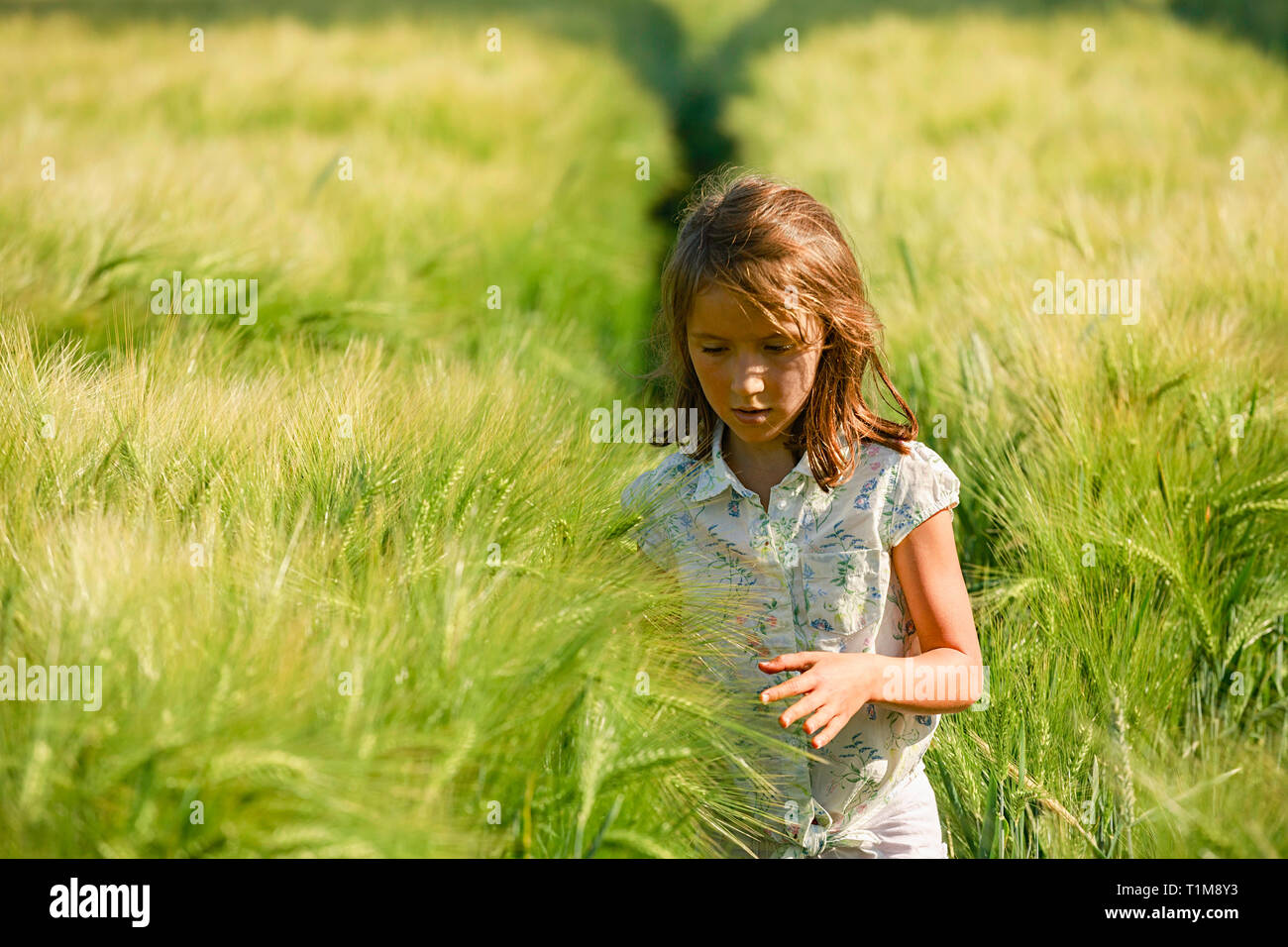 Curious girl walking in sunny, idyllic rural green wheat field Stock Photo