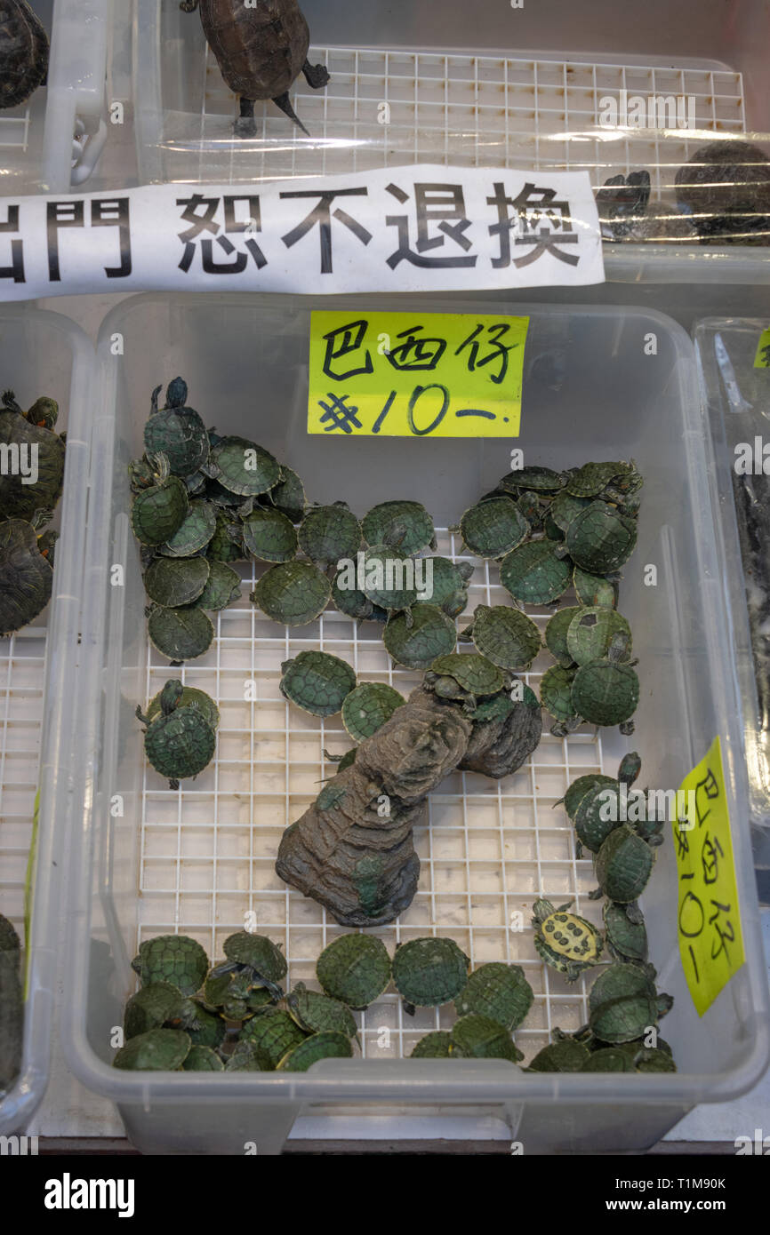 Pet shop in hong kong hires stock photography and images Alamy