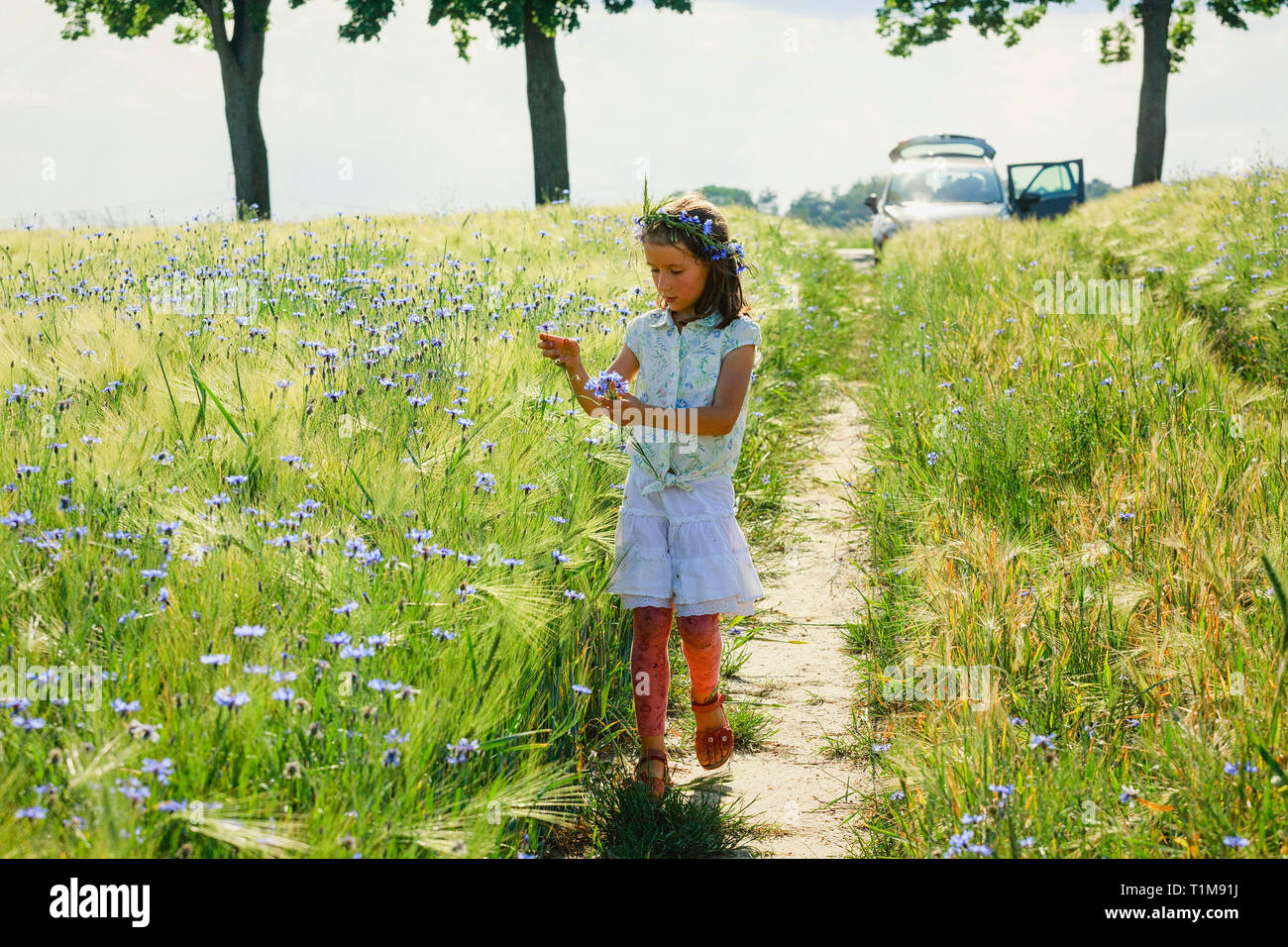 Girl picking purple wildflowers in sunny, idyllic rural field Stock Photo
