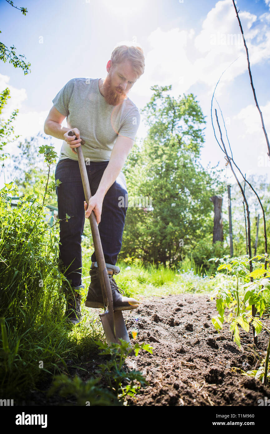 Man with beard digging with shovel in sunny garden Stock Photo