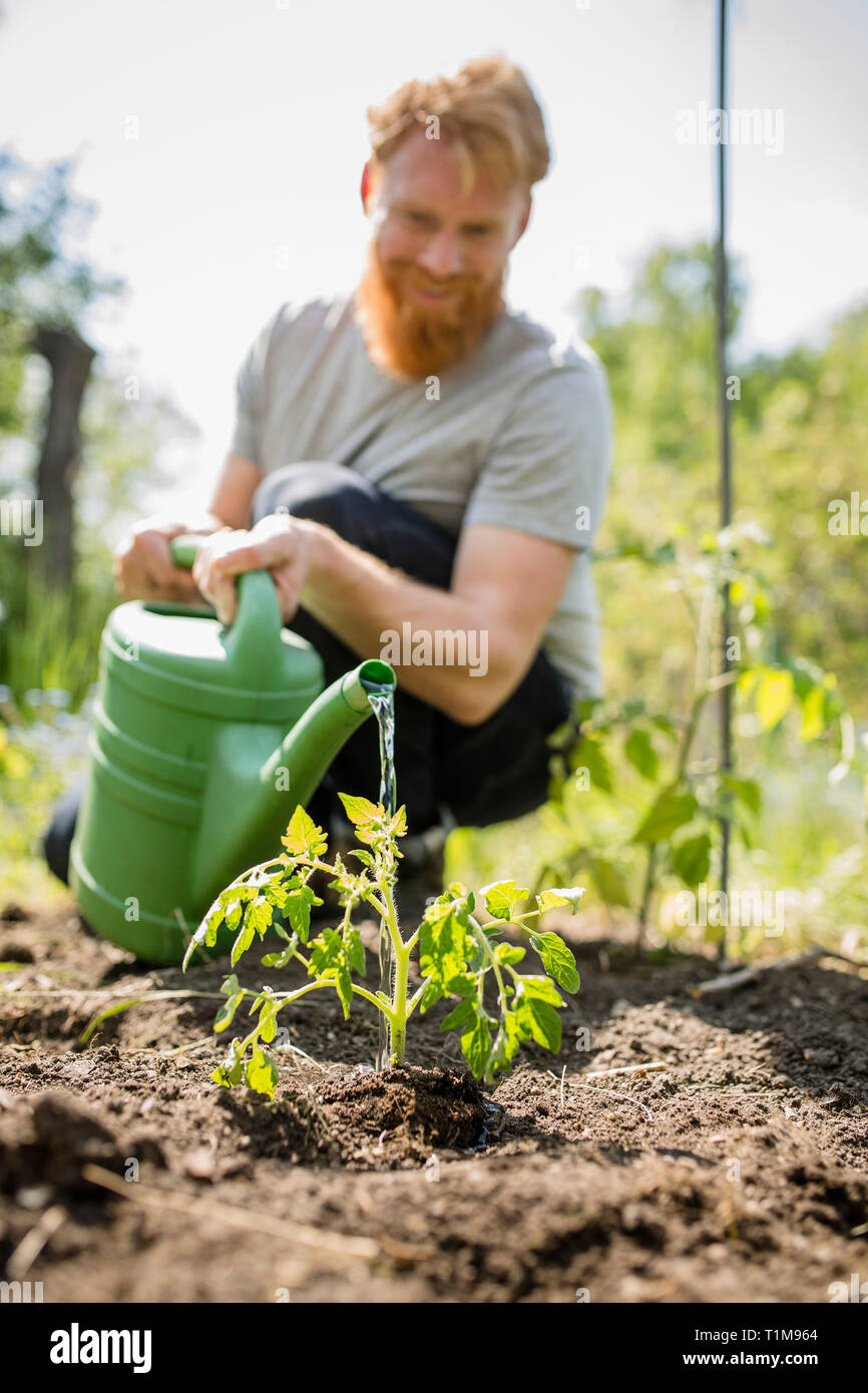 Man with beard watering sapling plant in sunny vegetable garden Stock Photo